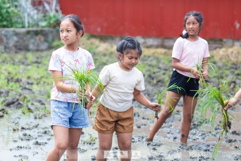Lovely Home students carrying rice seedlings during a farm field trip